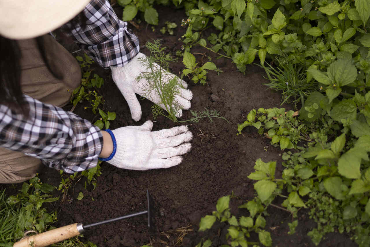 Jardineira trabalha em plantação 