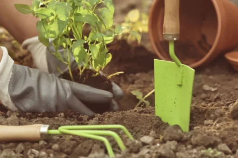 Curso de jardinagem no Senac: vagas, custo e como conseguir bolsas