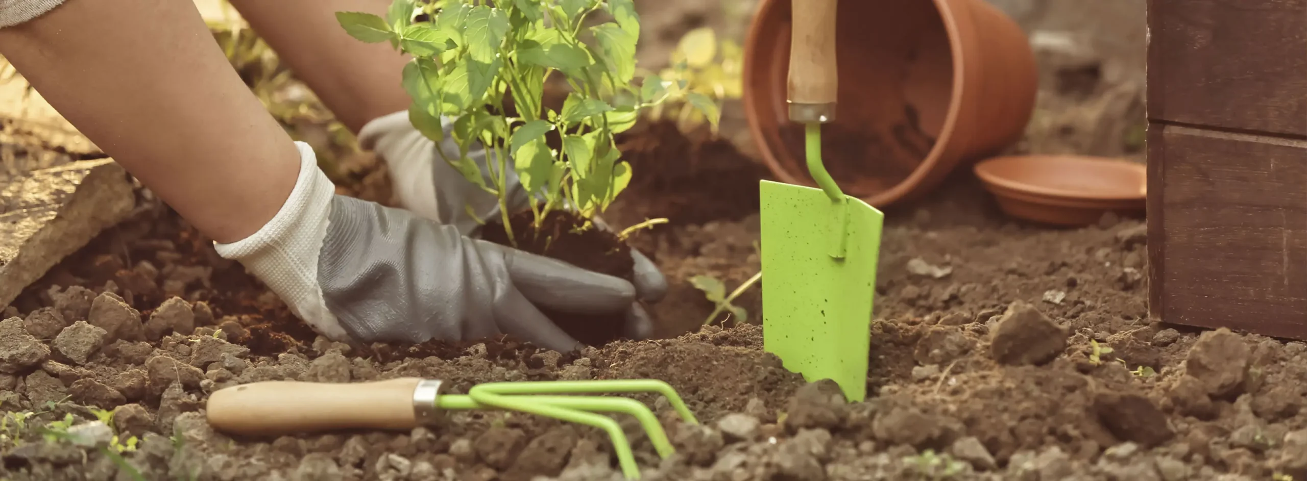 Curso de jardinagem no Senac: vagas, custo e como conseguir bolsas